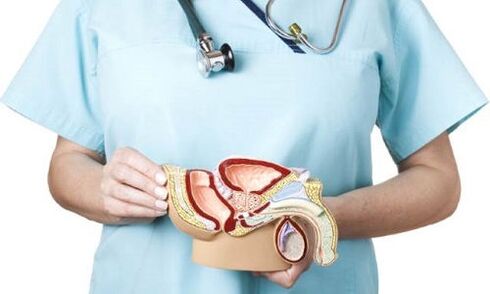 Modèle du système urogénital masculin et traitement de la prostatite